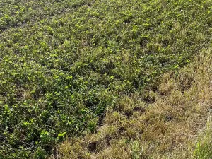 Prodej pole, Žďár nad Sázavou, Tálský mlýn, 6249 m2