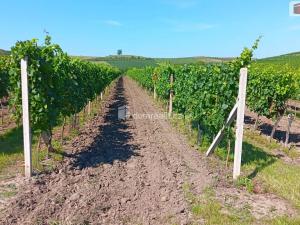 Prodej pole, Dolní Dunajovice, 20996 m2