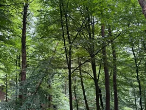 Prodej lesa, Krňany, 11304 m2