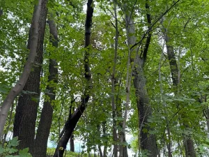 Prodej lesa, Radimovice, 7734 m2