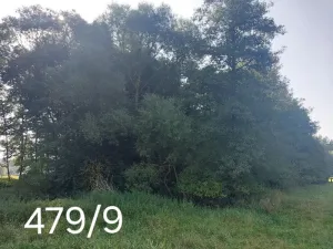 Prodej lesa, Okrouhlá Radouň, 2438 m2