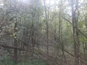 Prodej lesa, Bohuslavice, 11442 m2