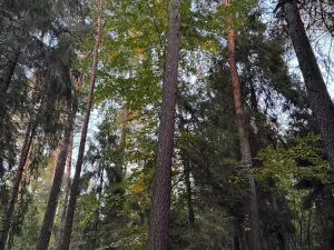 Prodej lesa, Velká Polom, 3922 m2