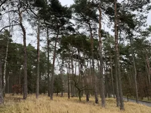 Prodej lesa, Libotenice, 17863 m2