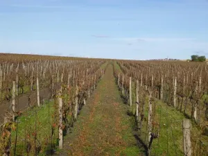 Dražba pozemku, Velké Bílovice, 1672 m2