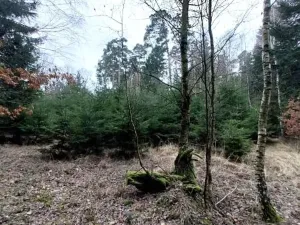 Prodej lesa, Morašice, 11313 m2