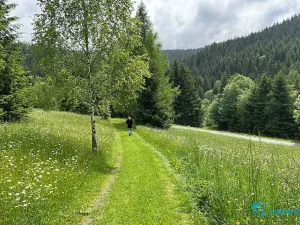 Prodej lesa, Krásná, 21810 m2