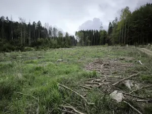 Prodej lesa, Kamberk, 3680 m2