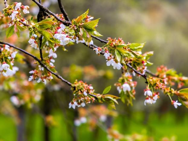 Prodej pozemku pro bydlení, Starý Hrozenkov, 2452 m2