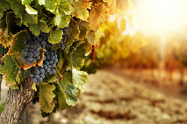 Prodej sadu/vinice, Novosedly, 4550 m2