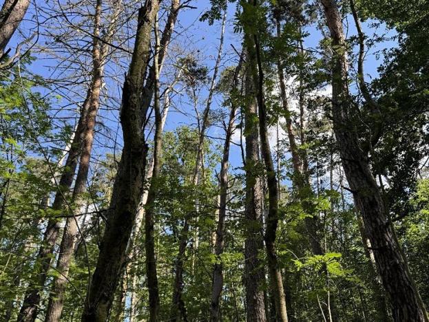 Prodej lesa, Náměšť nad Oslavou, 32927 m2