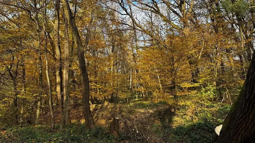 Prodej lesa, Ostrava, 19016 m2