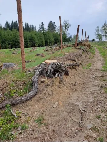 Prodej lesa, Červená Řečice, 956 m2