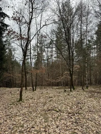 Prodej podílu lesa, Malá Skála, 3581 m2