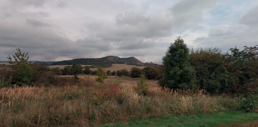 Prodej lesa, Kozly, 6000 m2