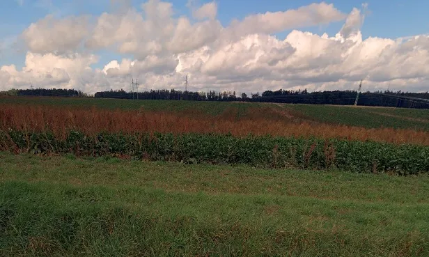Prodej pole, Velichovky, 10641 m2