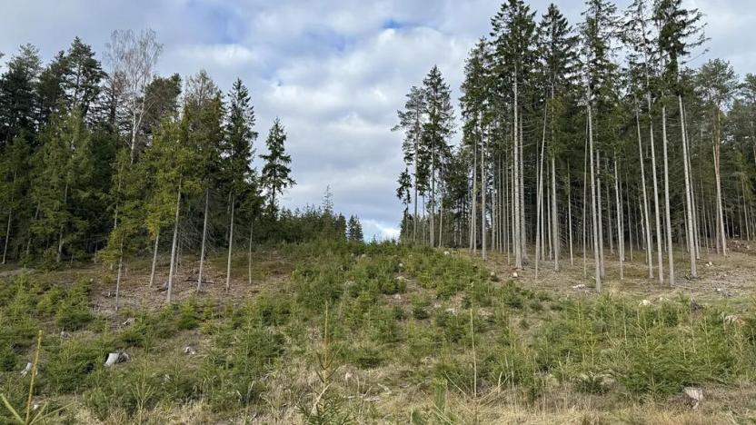 Prodej lesa, Pecka, 35108 m2