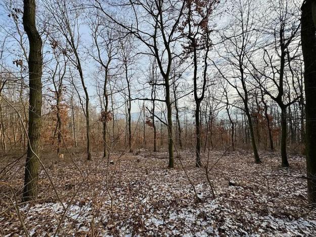 Prodej louky, Libočany, 3500 m2