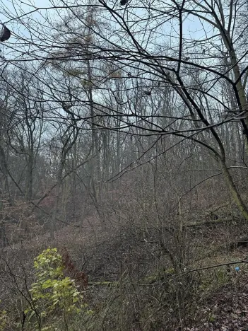 Prodej podílu lesa, Ústí nad Labem, 1184 m2