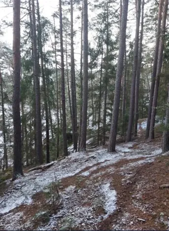 Prodej lesa, Svépravice, 8344 m2