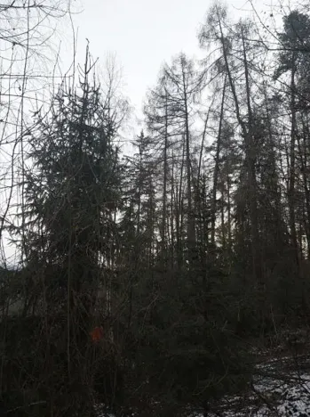 Prodej lesa, Červená Řečice, 4116 m2