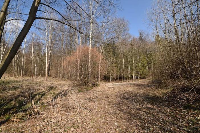 Prodej lesa, Lipová-lázně, 12392 m2