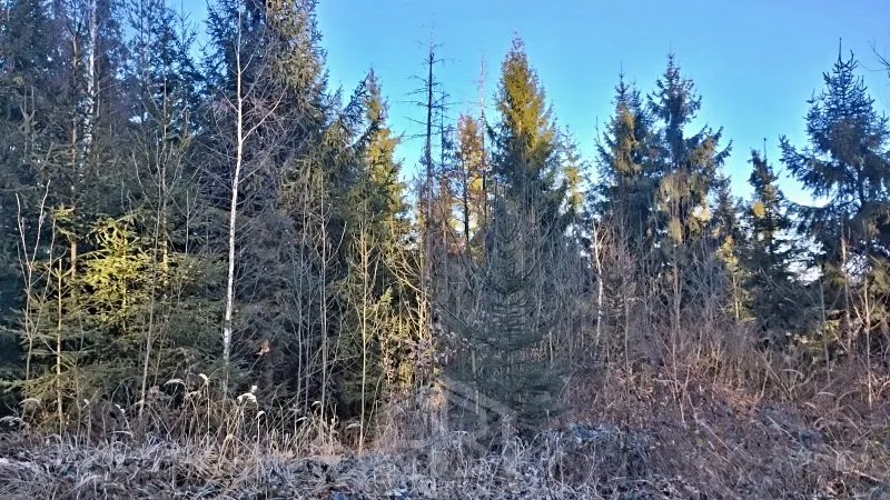 Prodej lesa, Dačice, 14057 m2