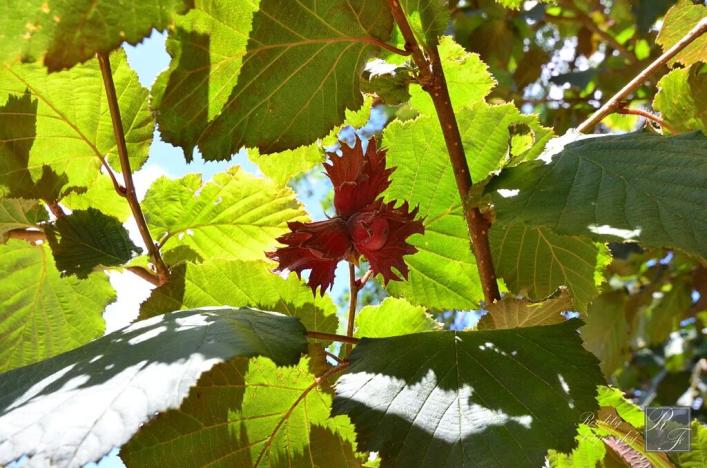 Prodej pozemku pro bydlení, Kraslice, Pod lesem, 630 m2