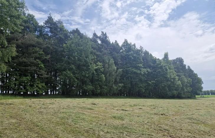 Prodej lesa, Paceřice, 4924 m2