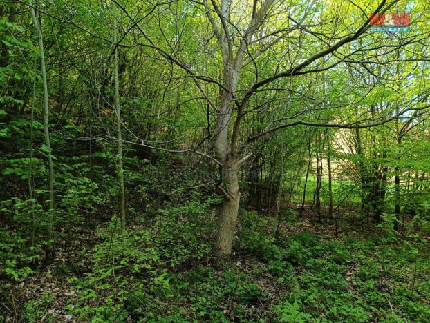 Prodej louky, Rychnov nad Kněžnou, 2141 m2