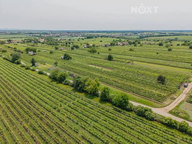 Prodej sadu/vinice, Prušánky, 2318 m2