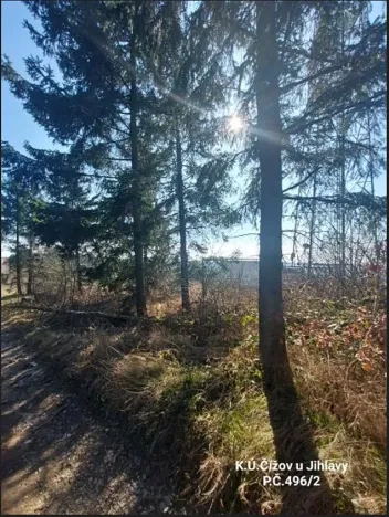 Prodej lesa, Čížov, 620 m2