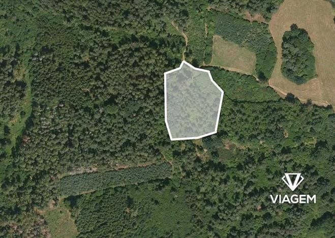 Prodej lesa, Pačejov, 4029 m2