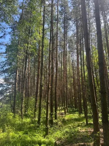 Prodej lesa, Domanín, 3158 m2