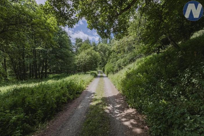 Prodej rybníku, Planá, 1939 m2