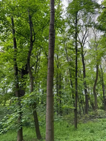 Prodej lesa, Stěbořice, 12789 m2