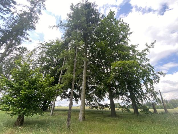 Prodej lesa, Pravonín, 324 m2