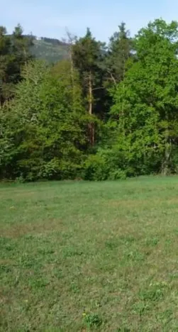 Prodej louky, Krucemburk, 9000 m2