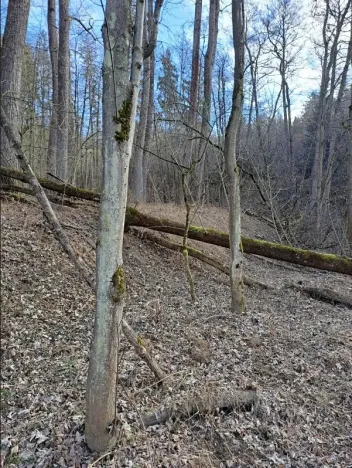 Prodej lesa, Bojkovice, 3376 m2
