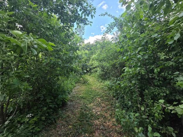 Prodej lesa, Cvrčovice, 4746 m2