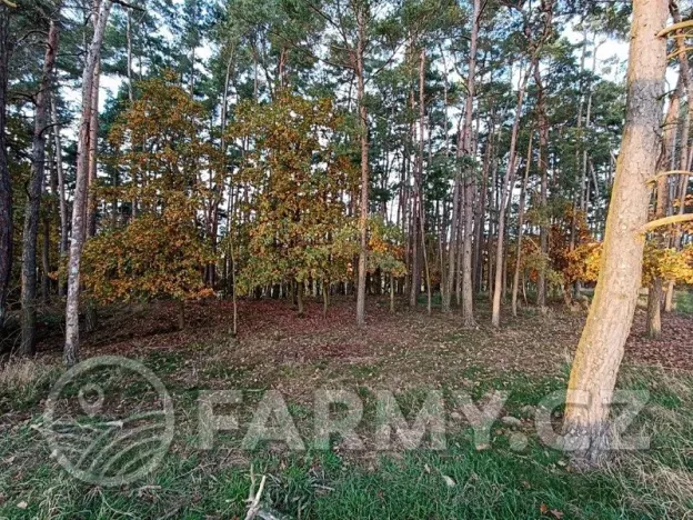Prodej lesa, Močerady, 47118 m2