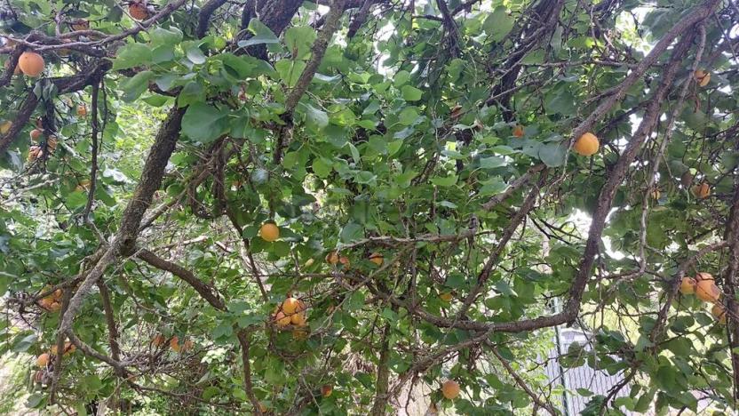 Prodej rodinného domu, Brno, Slovinská, 64 m2