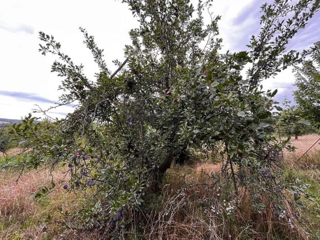 Prodej zahrady, Oslavany, 3447 m2