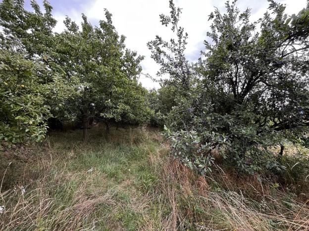 Prodej zahrady, Oslavany, 3447 m2