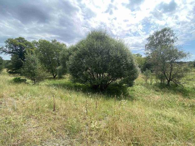 Prodej pozemku, Rapšach - Nová Ves u Klikova, 6986 m2