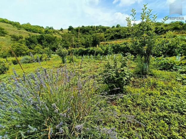 Prodej sadu/vinice, Pouzdřany, 1120 m2