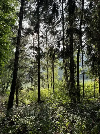 Prodej lesa, Mšeno, 4804 m2