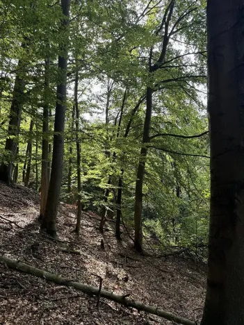 Prodej lesa, Loučky, 4938 m2