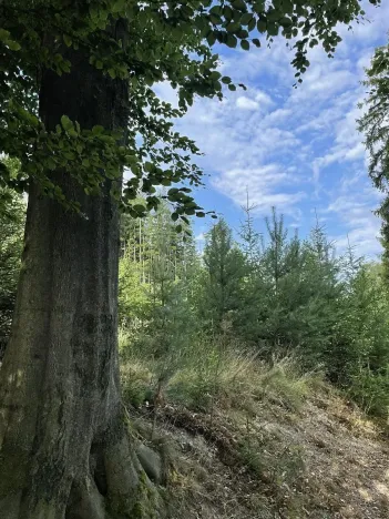 Prodej lesa, Bělá u Jevíčka, 5469 m2