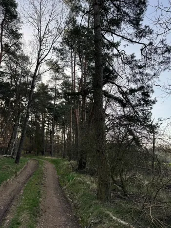 Prodej lesa, Čistá, 2633 m2